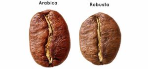 Arabica ja Rabusta