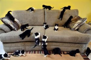 Many cats on the sofa.