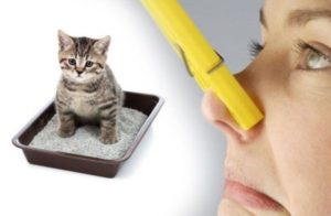 Causes of persistent cat urine odor.