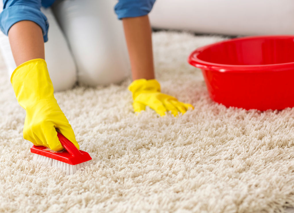 Cleaning long-pile carpet with store-bought products.