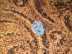 How to remove slime from a carpet