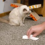 how to remove cat urine smell from carpet