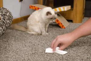 how to remove cat urine smell from carpet 