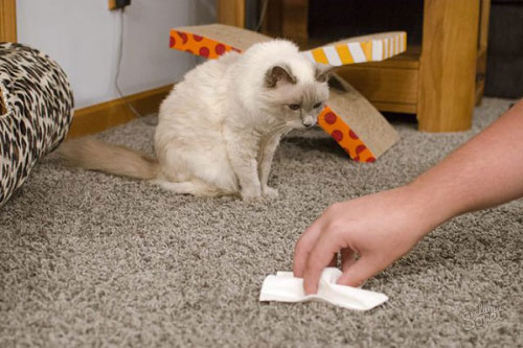 how to remove cat urine smell from carpet