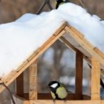 Basic rules for building a bird feeder