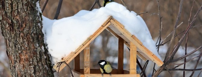 Basic rules for building a bird feeder