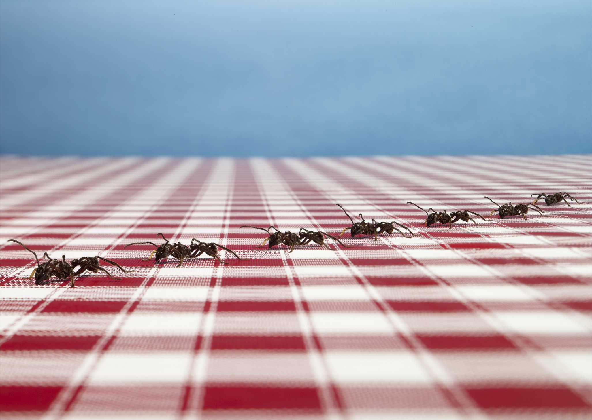 Ants on the table.