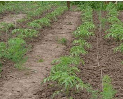 Plantas de tomate jóvenes en el jardín.