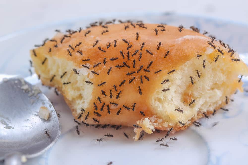 Ants on food.