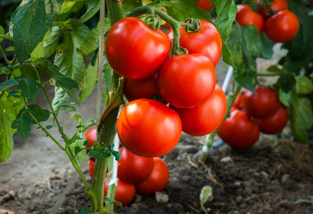 tomate en el jardin