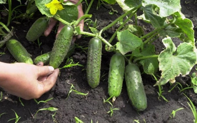 Una abundante cosecha de pepinos está al alcance de todos.