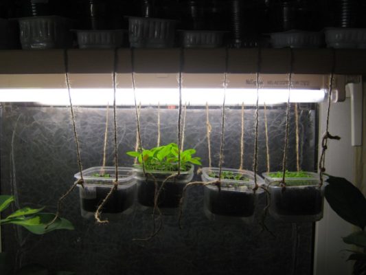 ¿Qué puedes cultivar en el alféizar de tu ventana?