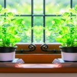 ¿Qué puedes cultivar en el alféizar de tu ventana?