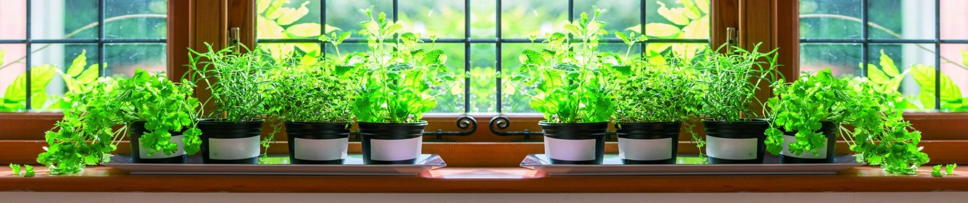 ¿Qué puedes cultivar en el alféizar de tu ventana?