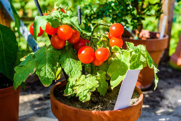 ¿Qué puedes cultivar en el alféizar de tu ventana?