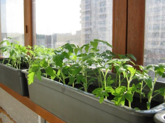 ¿Qué puedes cultivar en el alféizar de tu ventana?