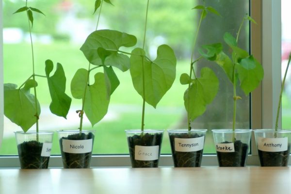 ¿Qué puedes cultivar en el alféizar de tu ventana?