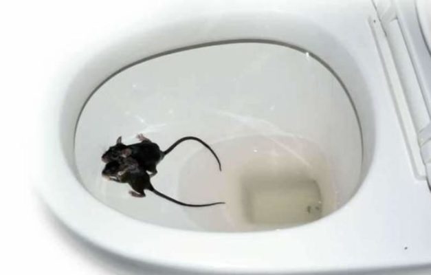 What could come out of your toilet? Real stories