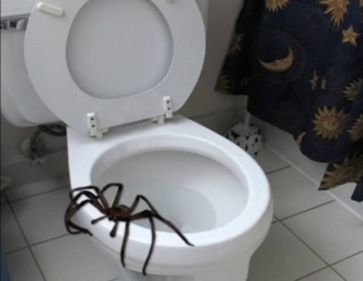 What could come out of your toilet? Real stories