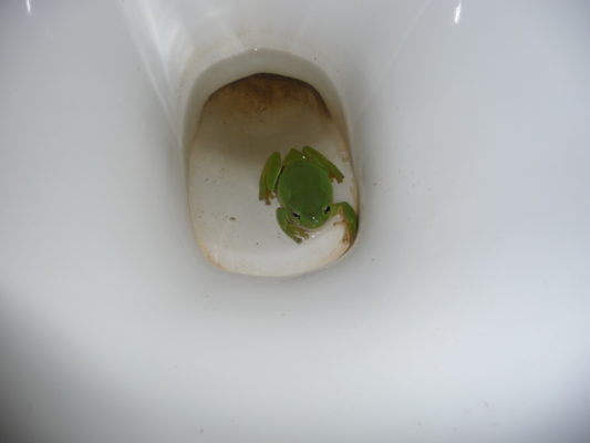 What could come out of your toilet? Real stories