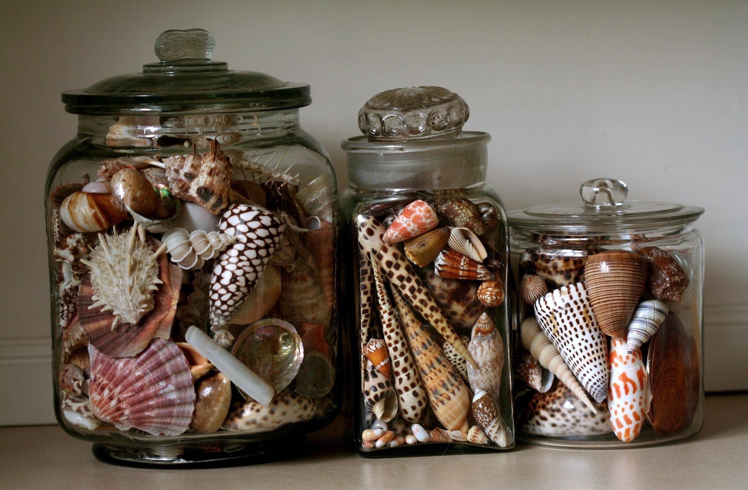 jars with shells