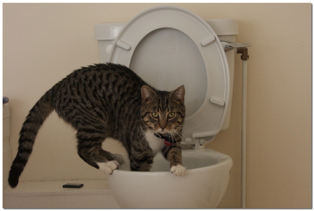 The cat is standing on the rim of the toilet