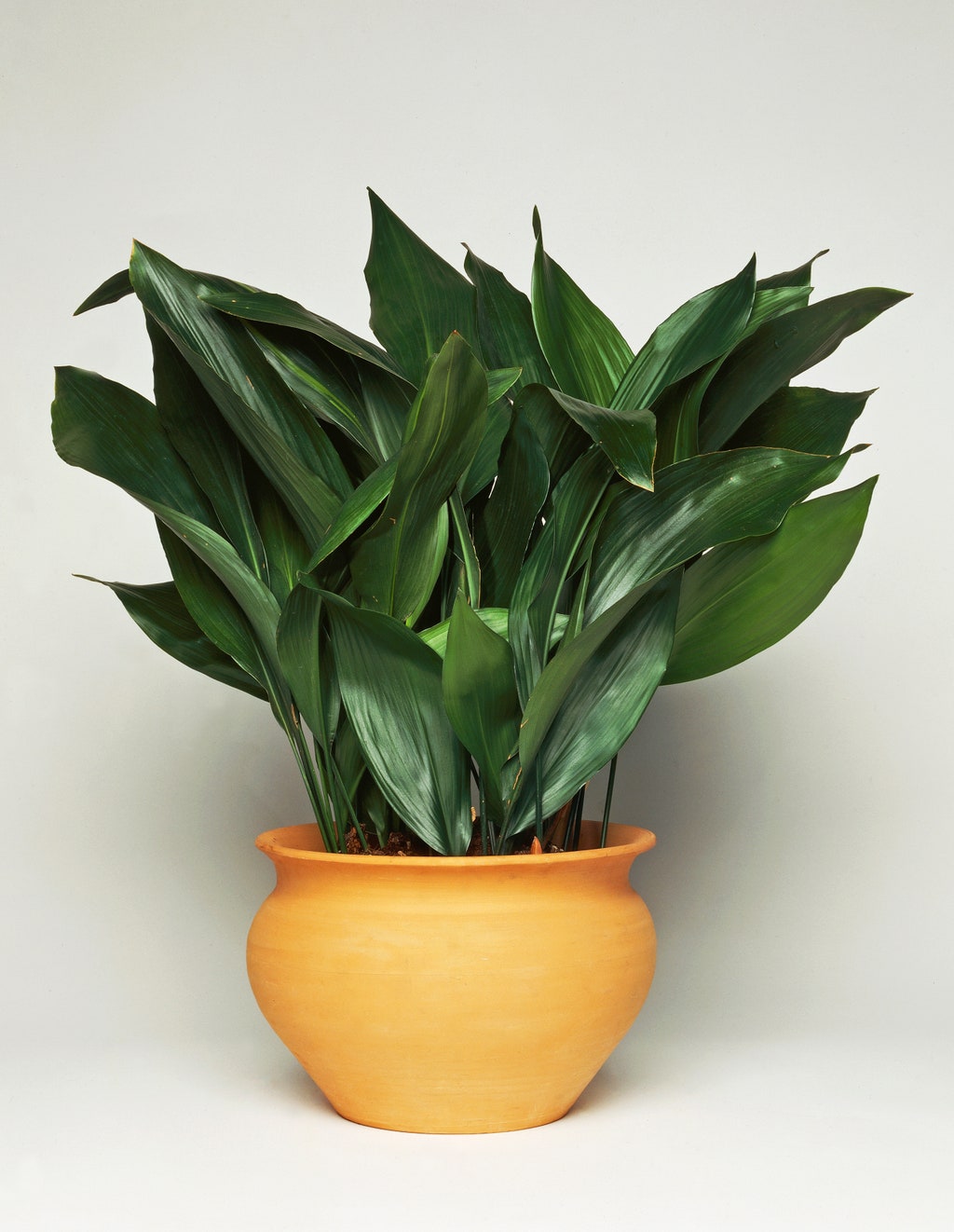 Aspidistra