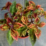 Coleus'un