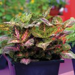 Coleus'un