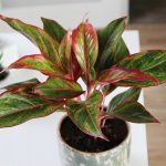 Aglaonema