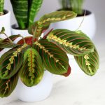 Maranta