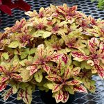 Coleus'un