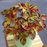 Coleus'un