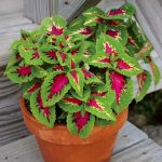 Coleus'un