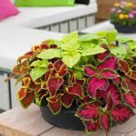 Coleus'un