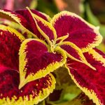 Coleus'un