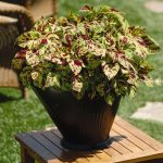 Coleus'un