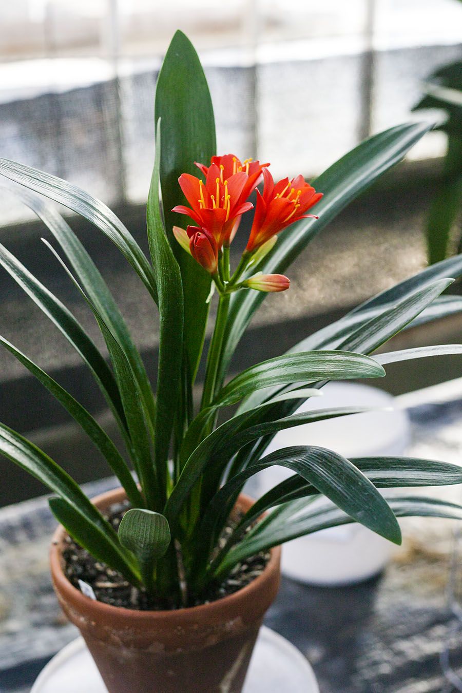 Clivia