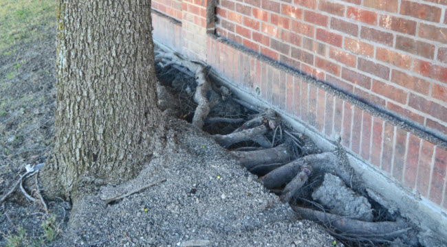 Destrucción de los cimientos por el sistema de raíces de un árbol.