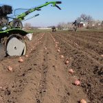 how to plant potatoes with a walk-behind tractor