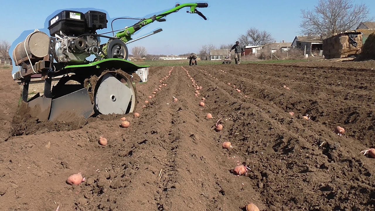 cómo plantar patatas con un motobloque